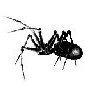 Spiderdust