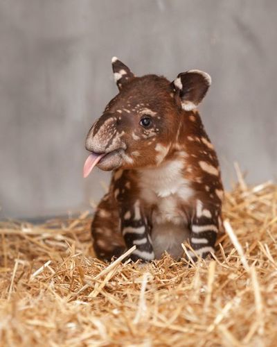 Tapir.jpg