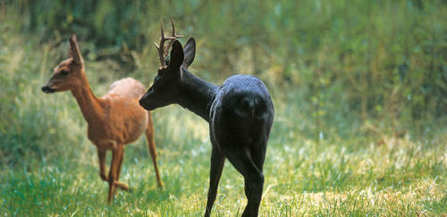 rote-Ricke-schwarzer-Bock.jpg