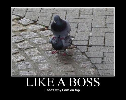 like-a-boss-funny-quote-1-picture-quote-1.jpg