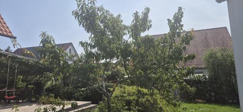 20250806_115446.thumb.jpg.45bc7234b10d12188f2c44adff1f0ea1.jpg