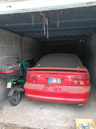 Mustang.jpg