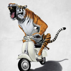 Vespakazzen