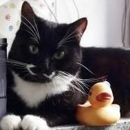 dagobird